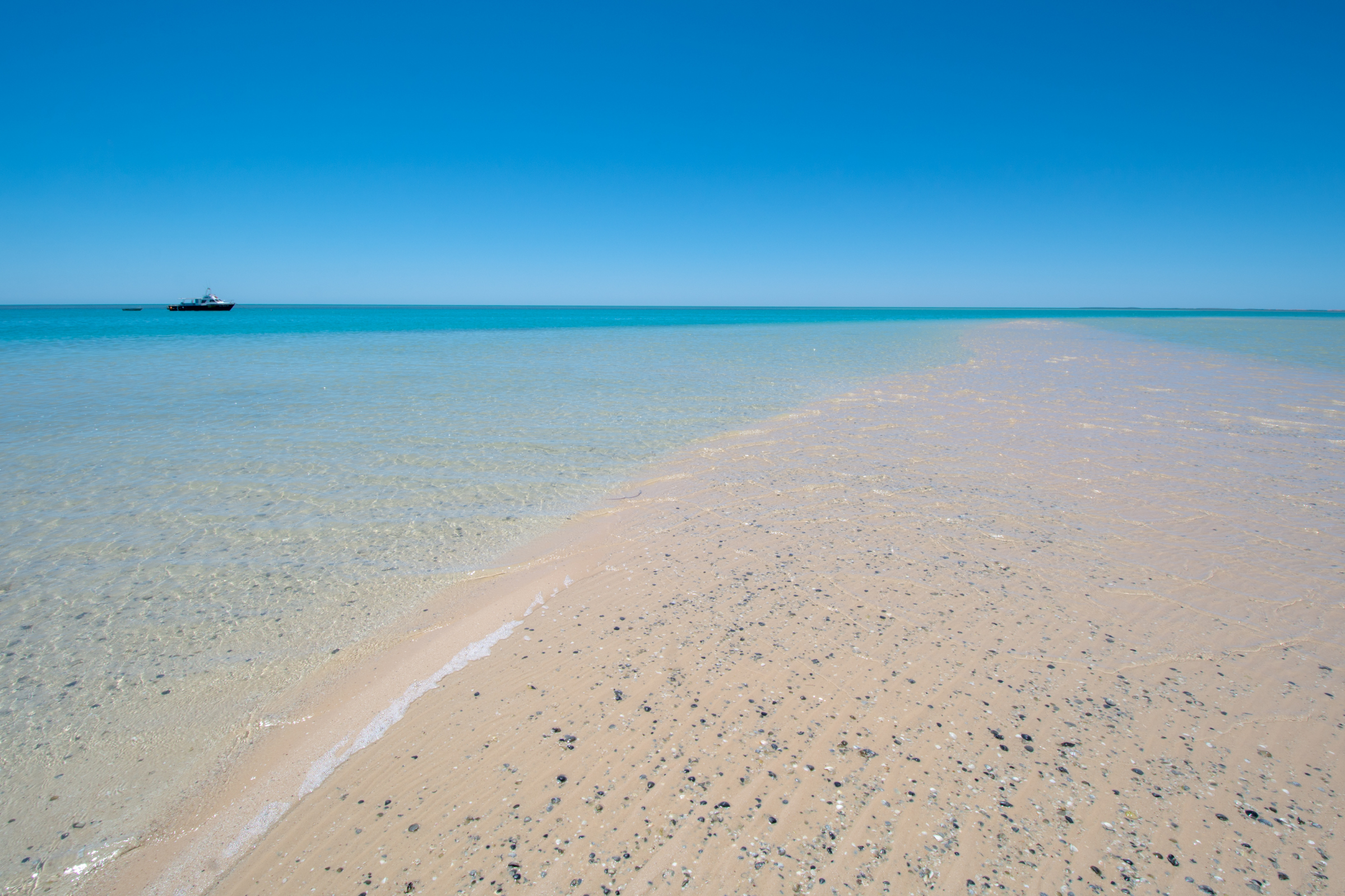 monkey mia, western australia (4).webp